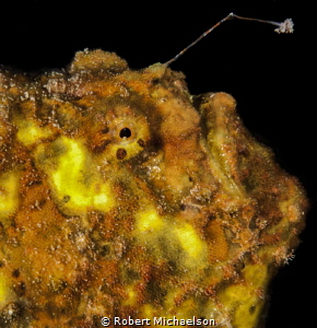 Frogfish at Ladania's Leap Bonaire by Robert Michaelson 